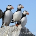puffin_atlantic_msi_h_0787_can1815.jpg